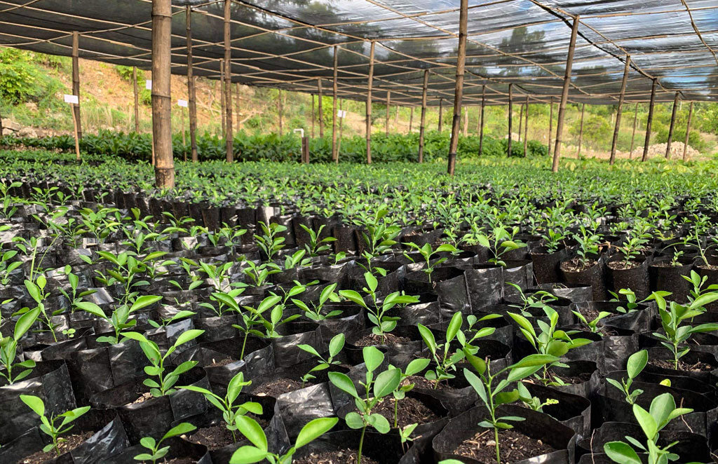 An image of tree saplings under a protective screen canopy.