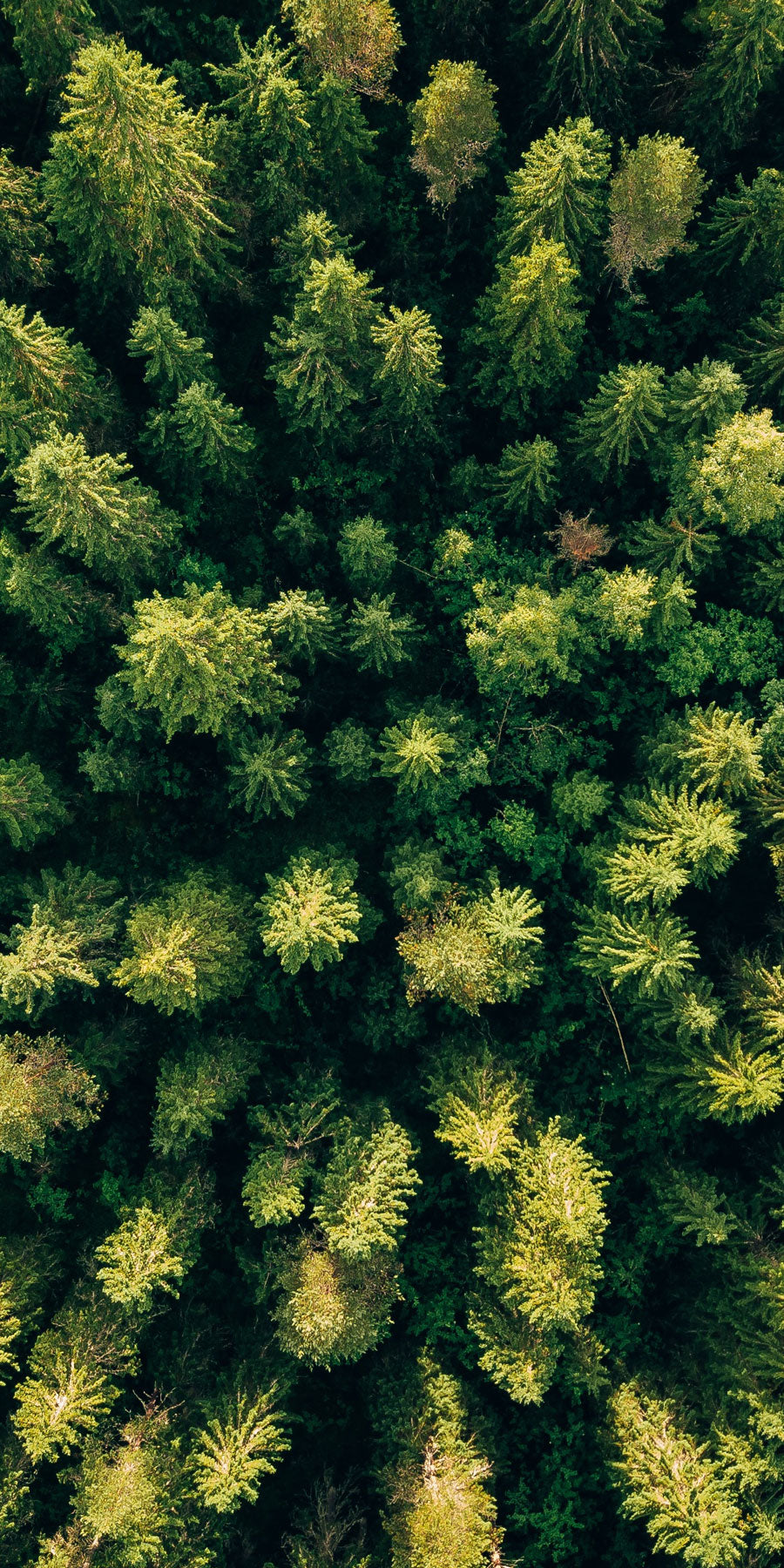  A dense forest canopy seen from an aerial point of view